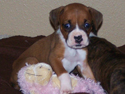 sweet and healthy boxer puppy  ready to go for adoption