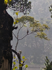 Holiday Homes in Sakleshpur