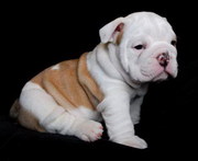 English Bull Dogs Puppies For Sale